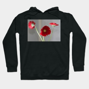 red gerber daisies Hoodie